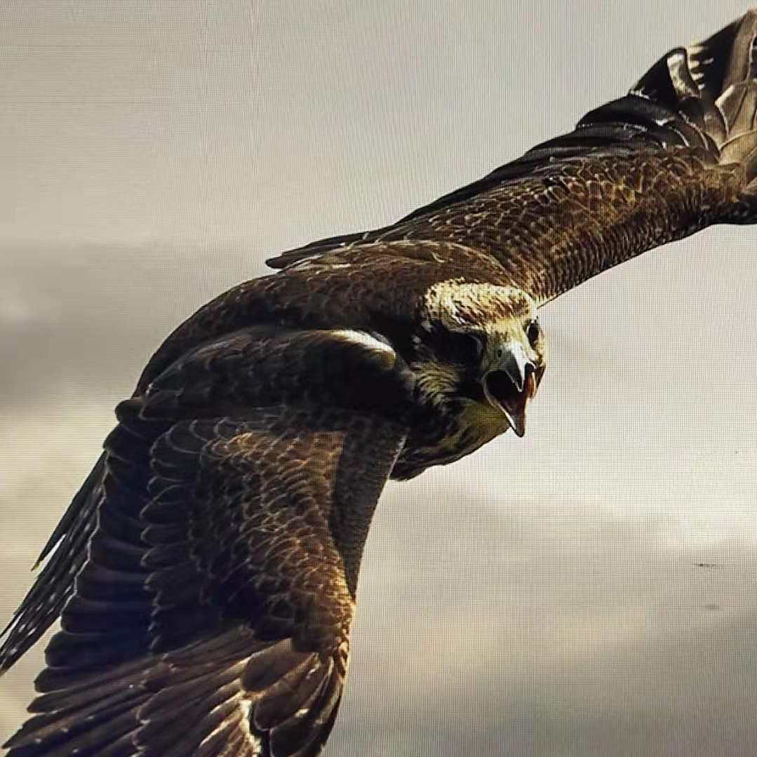 今夜体能课后，本菲卡再遭质疑备战社区盾，话题不断，数据趋势出现新变化(旧账重提是因为它从未被原谅)